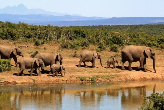 https://pixabay.com/en/elephant-herd-of-elephants-279505/