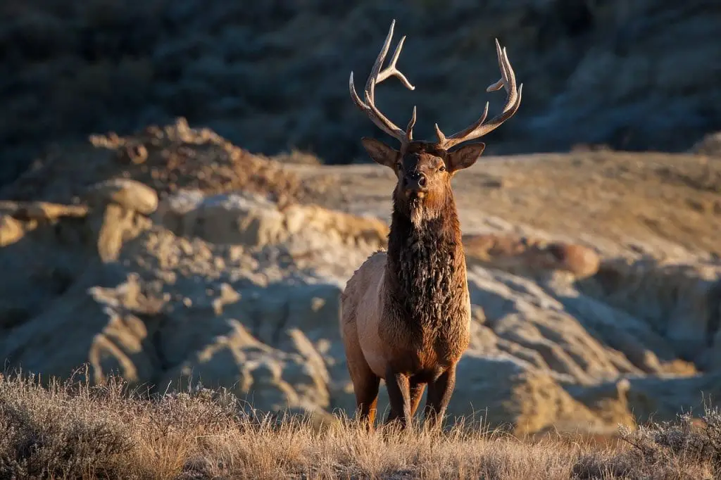 The Wildlife of Banff National Park