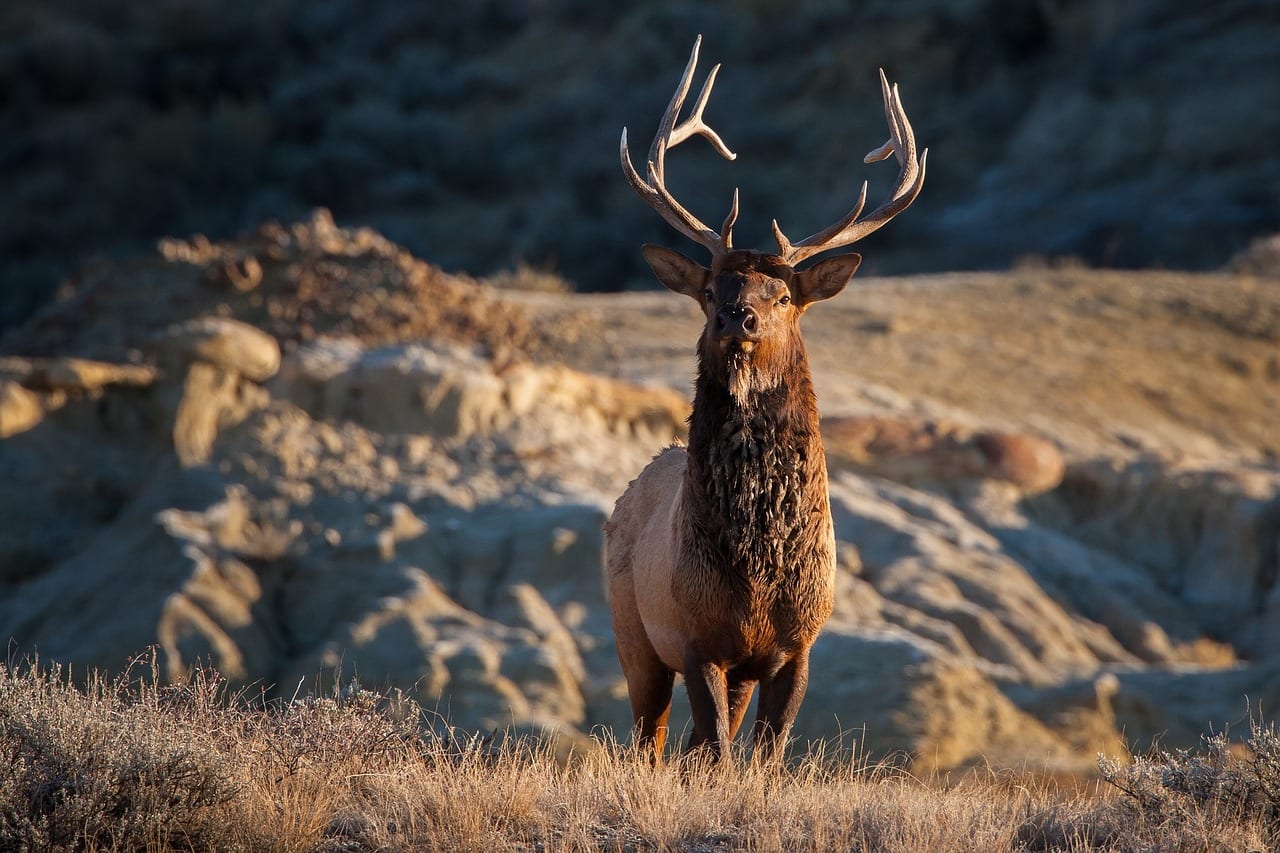 https://pixabay.com/photos/elk-bull-wildlife-nature-portrait-1987417/