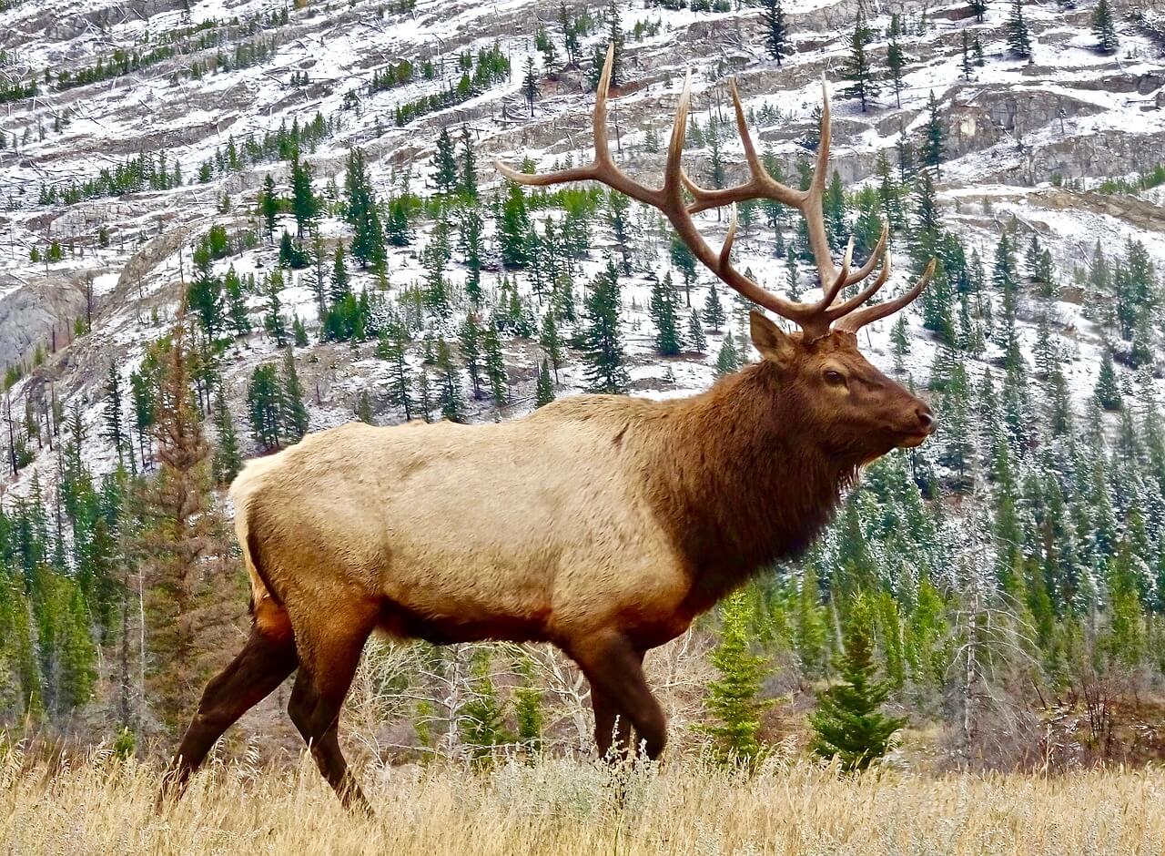 https://pixabay.com/en/elk-bull-male-wildlife-antlers-2139275/
