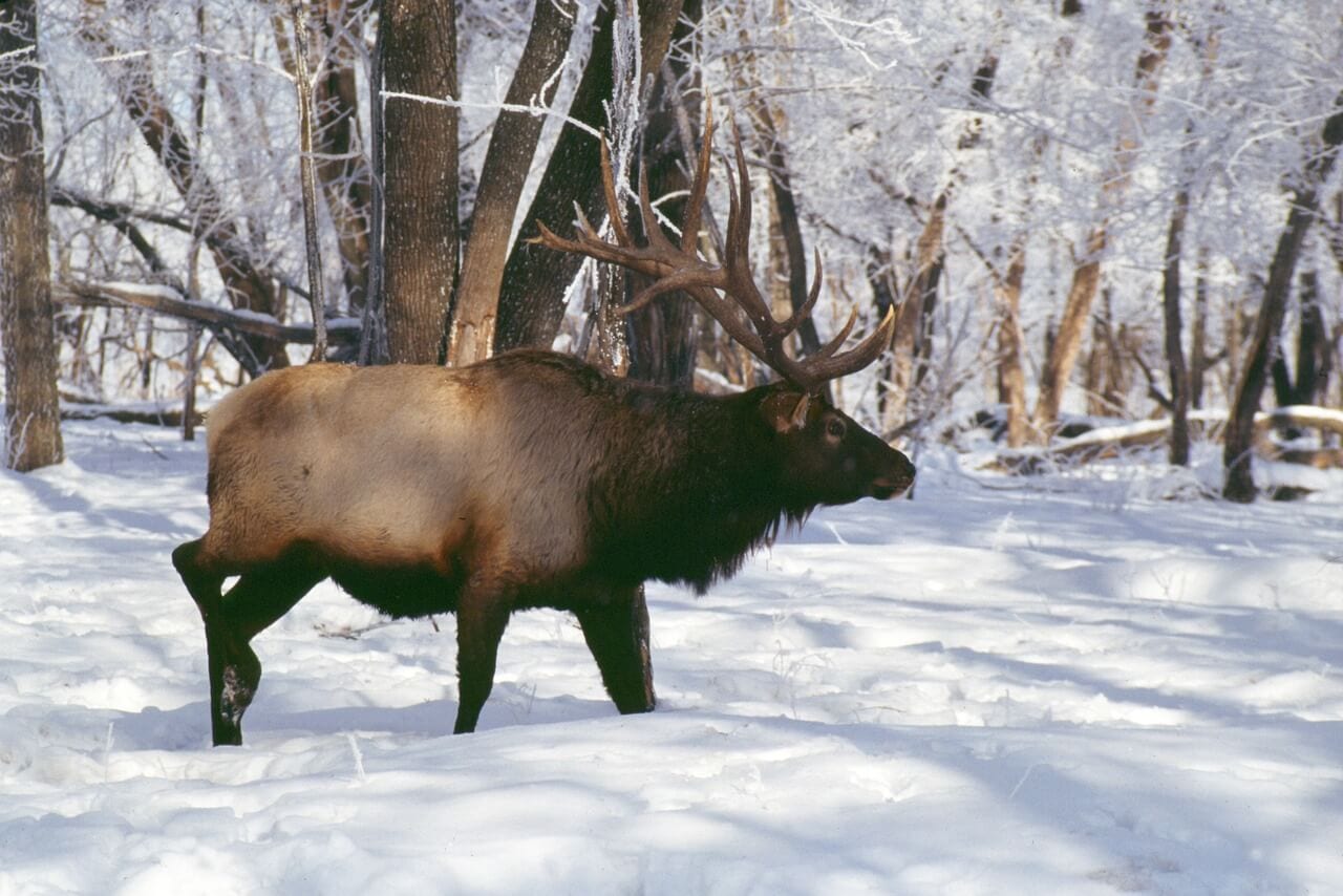 https://pixabay.com/en/elk-hooved-animals-rut-2641971/