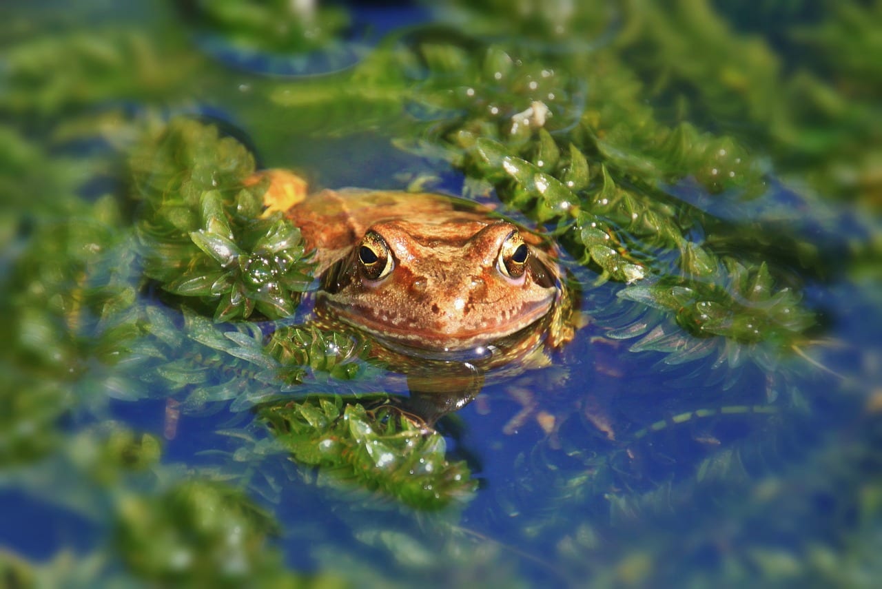 https://pixabay.com/photos/frog-animal-amphibian-pond-870120/