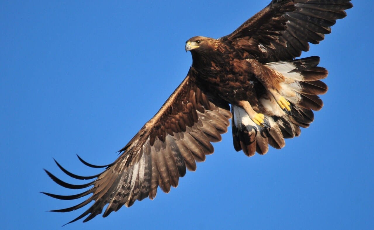 https://pixabay.com/en/golden-eagle-soaring-bird-raptor-1665317/