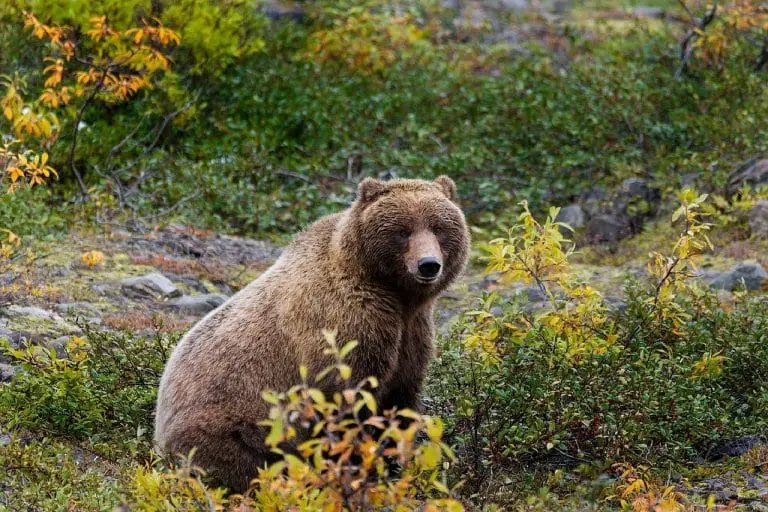 The Wildlife Of Banff National Park