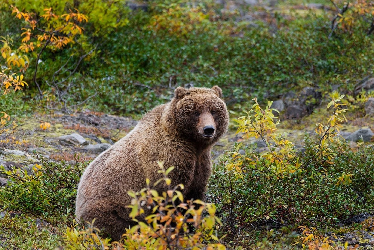 Wildlife in Banff National Park