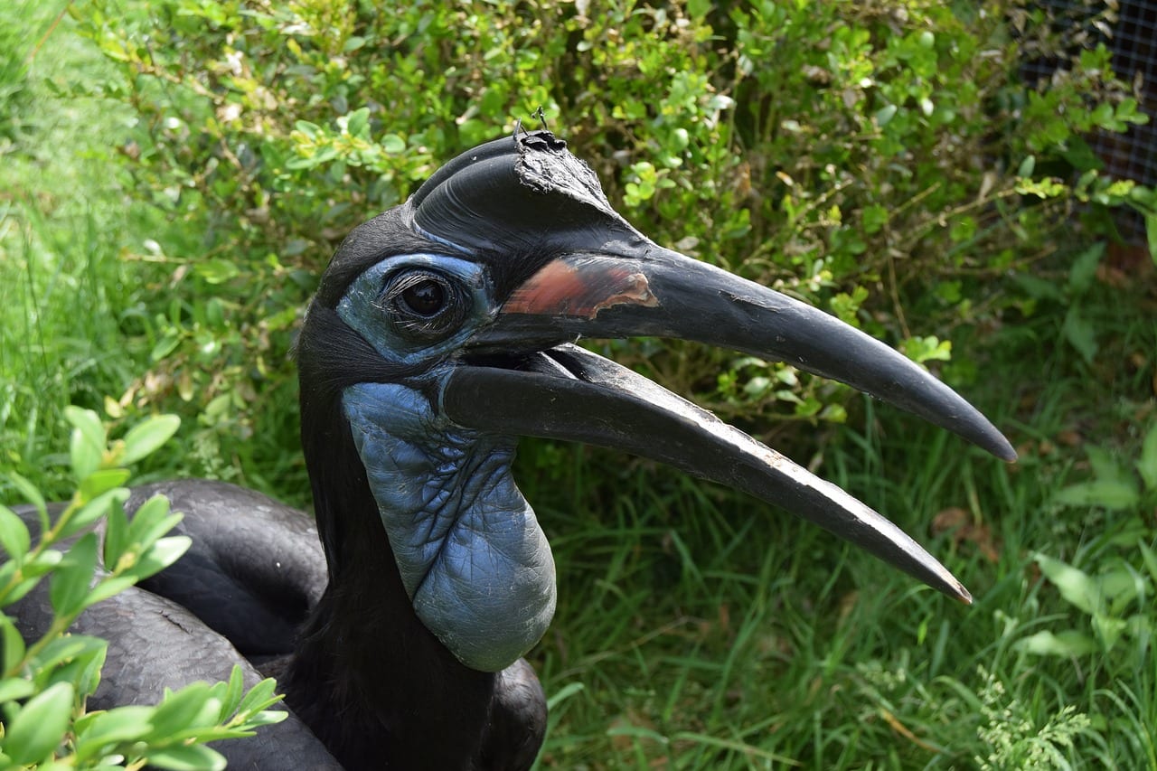 https://pixabay.com/photos/ground-hornbill-abyssinian-bird-2374375/