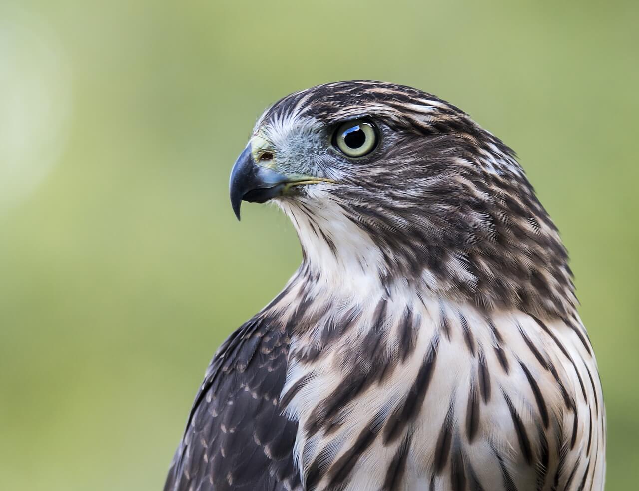 https://pixabay.com/en/hawk-bird-profile-nature-cooper-s-2714674/