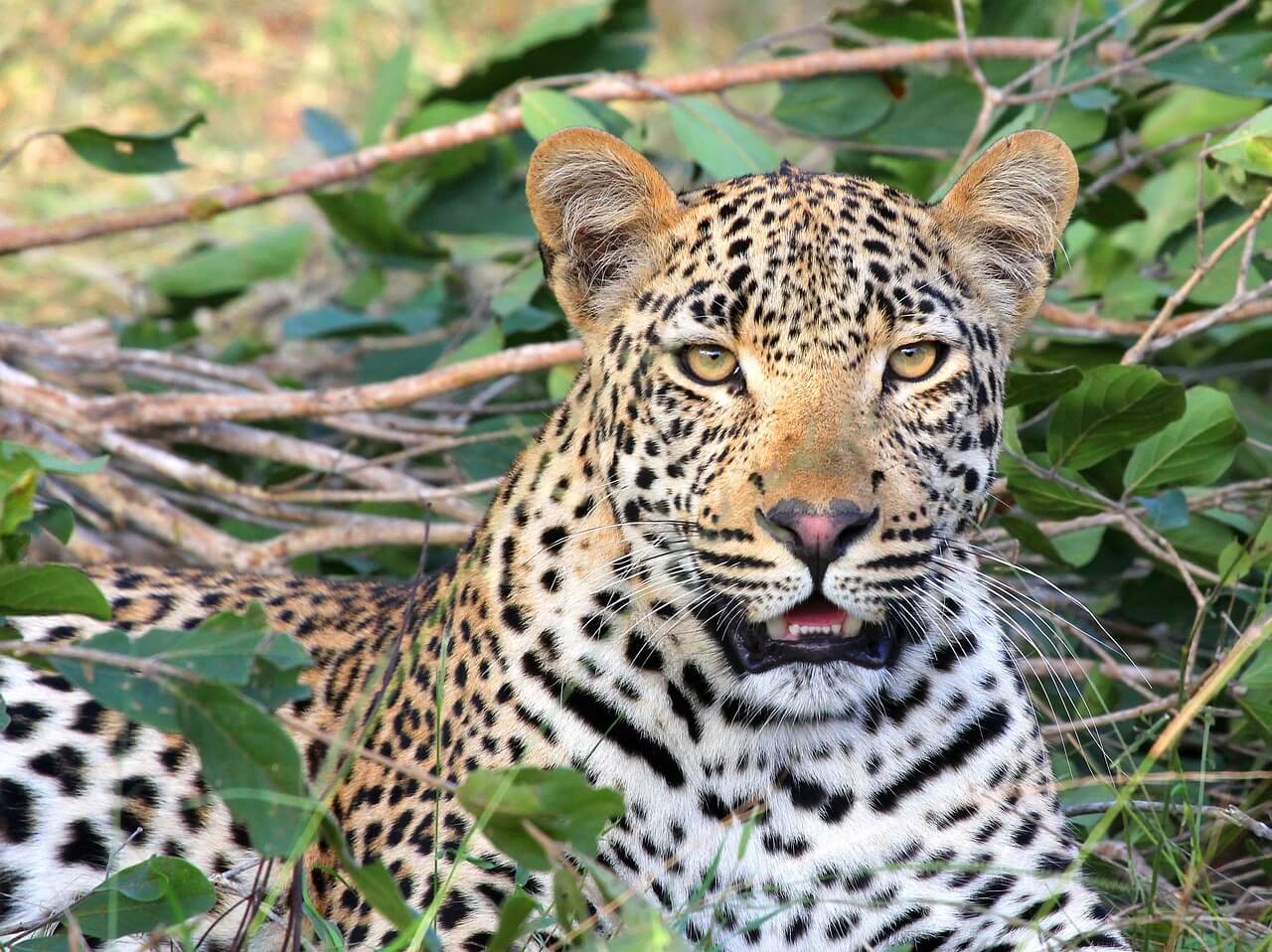 https://pixabay.com/en/leopard-leopard-head-wildlife-1036455/