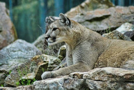 https://pixabay.com/en/lion-puma-wildlife-animal-nature-3451327/