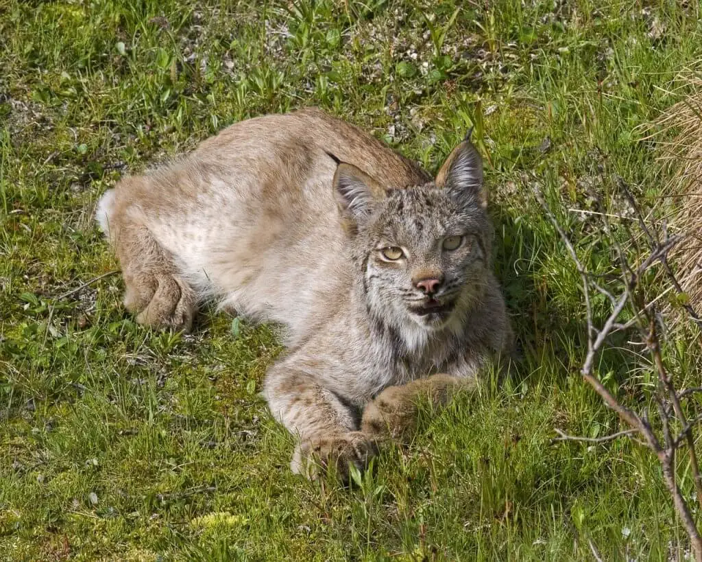 The Wildlife of Arches National Park - Animals Network