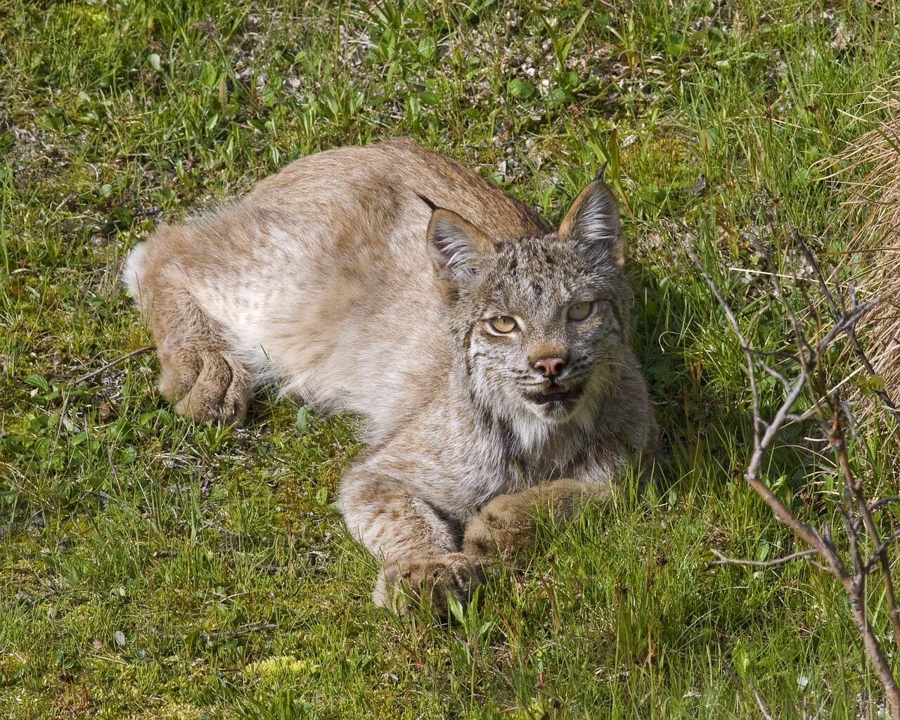 https://pixabay.com/en/lynx-bobcat-predator-looking-3744765/