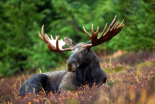 https://pixabay.com/photos/moose-moose-rack-male-bull-animal-70254/