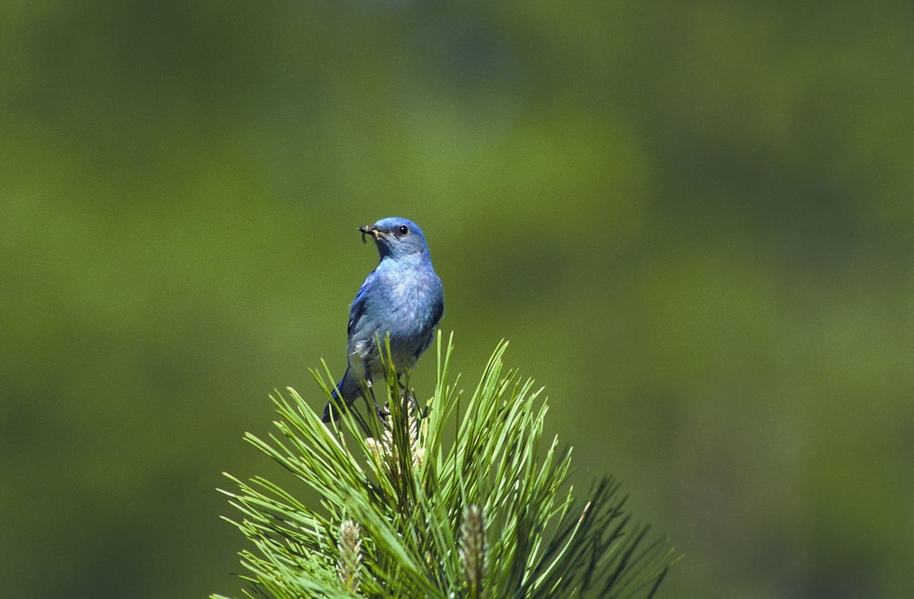 https://pixabay.com/photos/mountain-bluebird-bird-perched-541378/