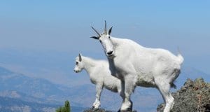 mountain-goats-869176_1280
