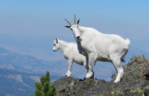 mountain-goats-869176_1280
