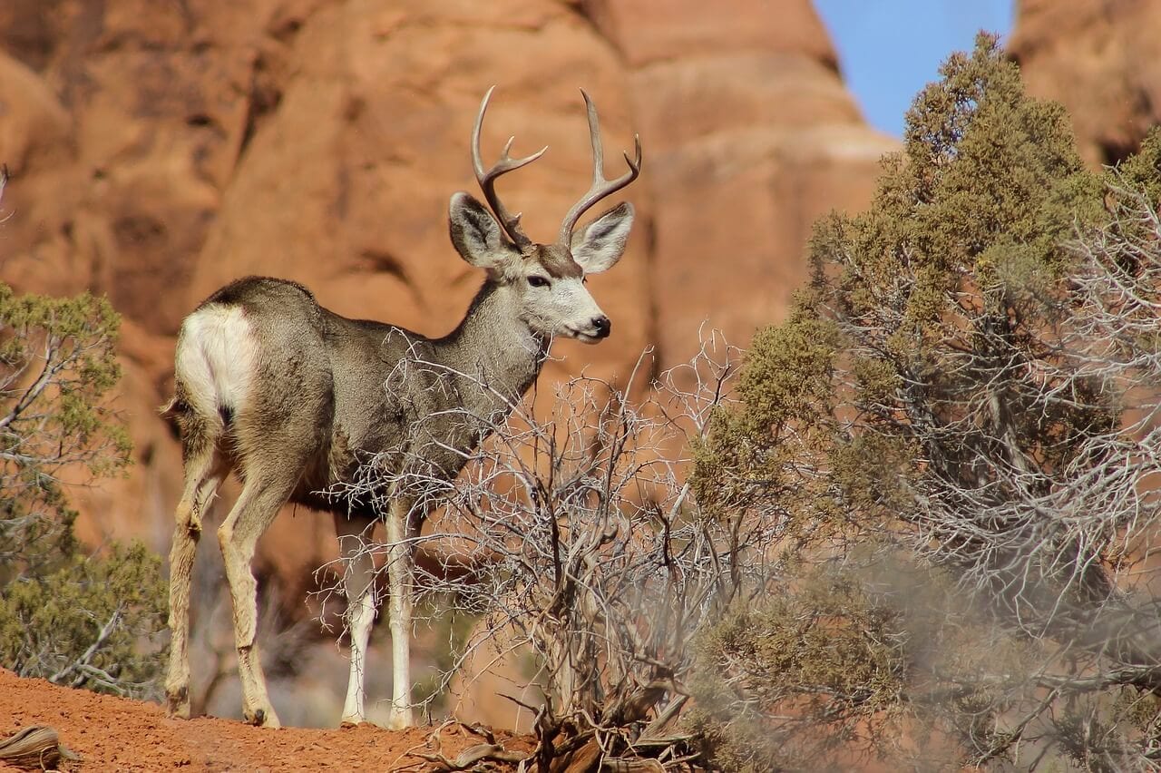 https://pixabay.com/en/mule-deer-buck-antlers-wildlife-1612133/