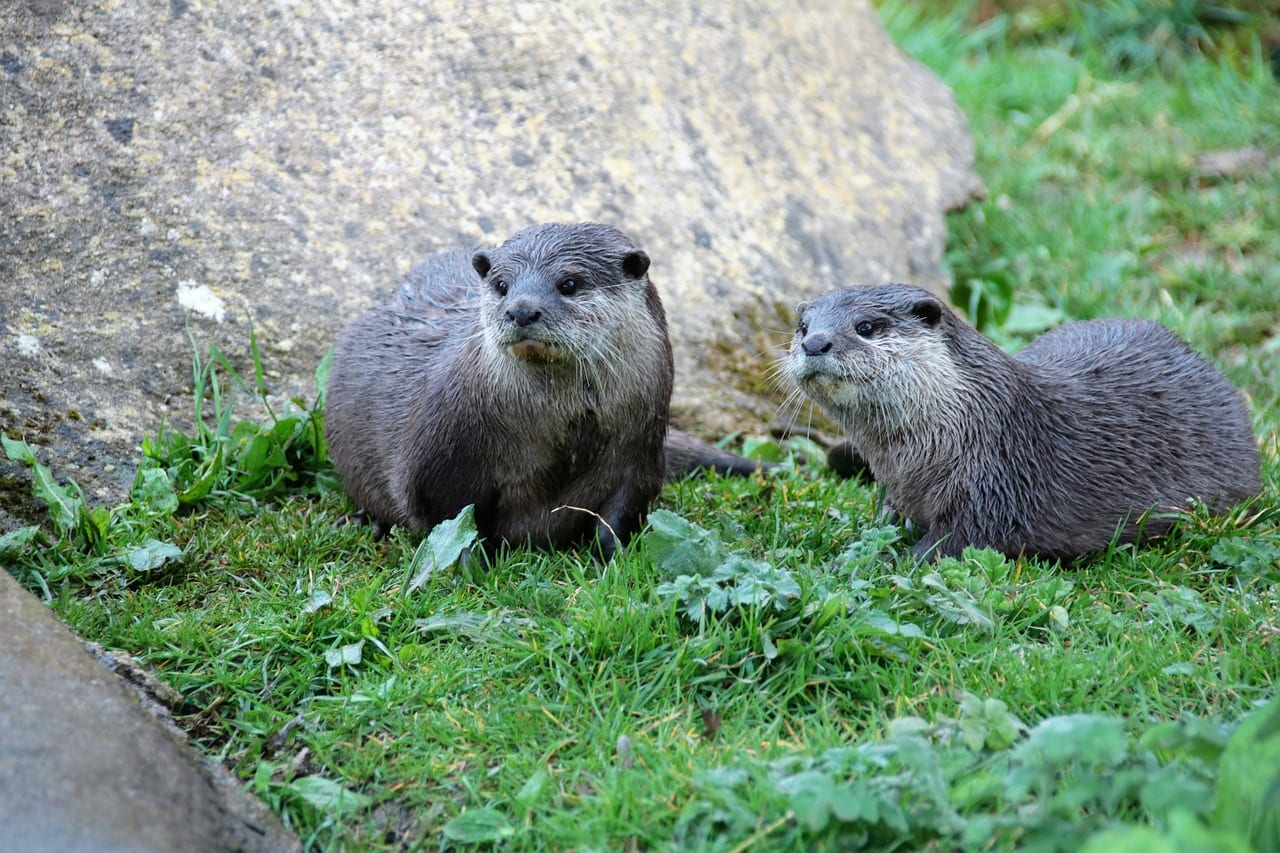https://pixabay.com/photos/pair-of-otters-otter-mammal-pair-1582941/