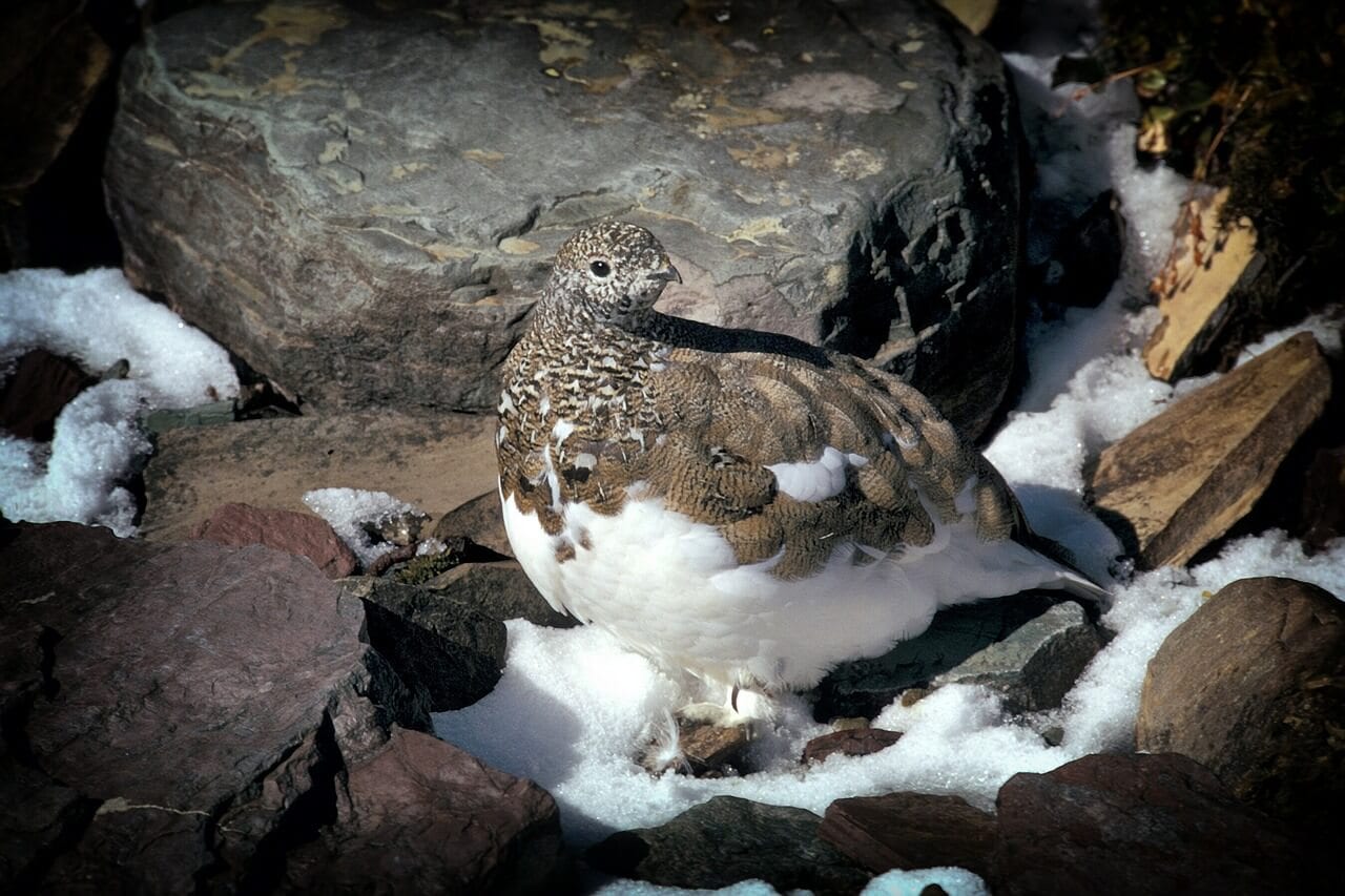 https://pixabay.com/en/ptarmigan-bird-montana-rocks-142170/