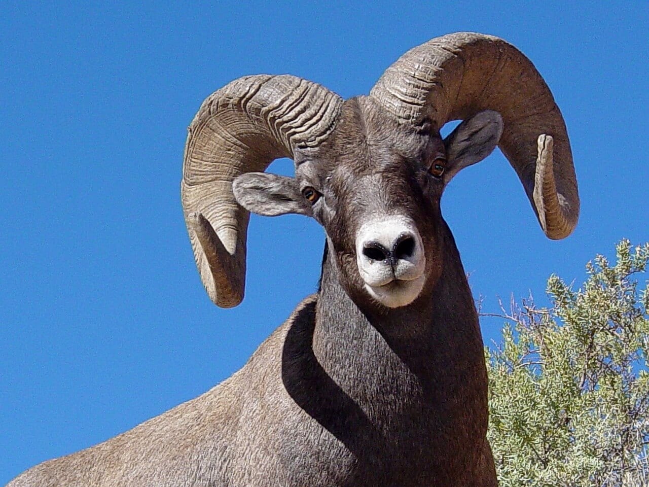 https://pixabay.com/en/sheep-bighorn-wildlife-nature-718020/