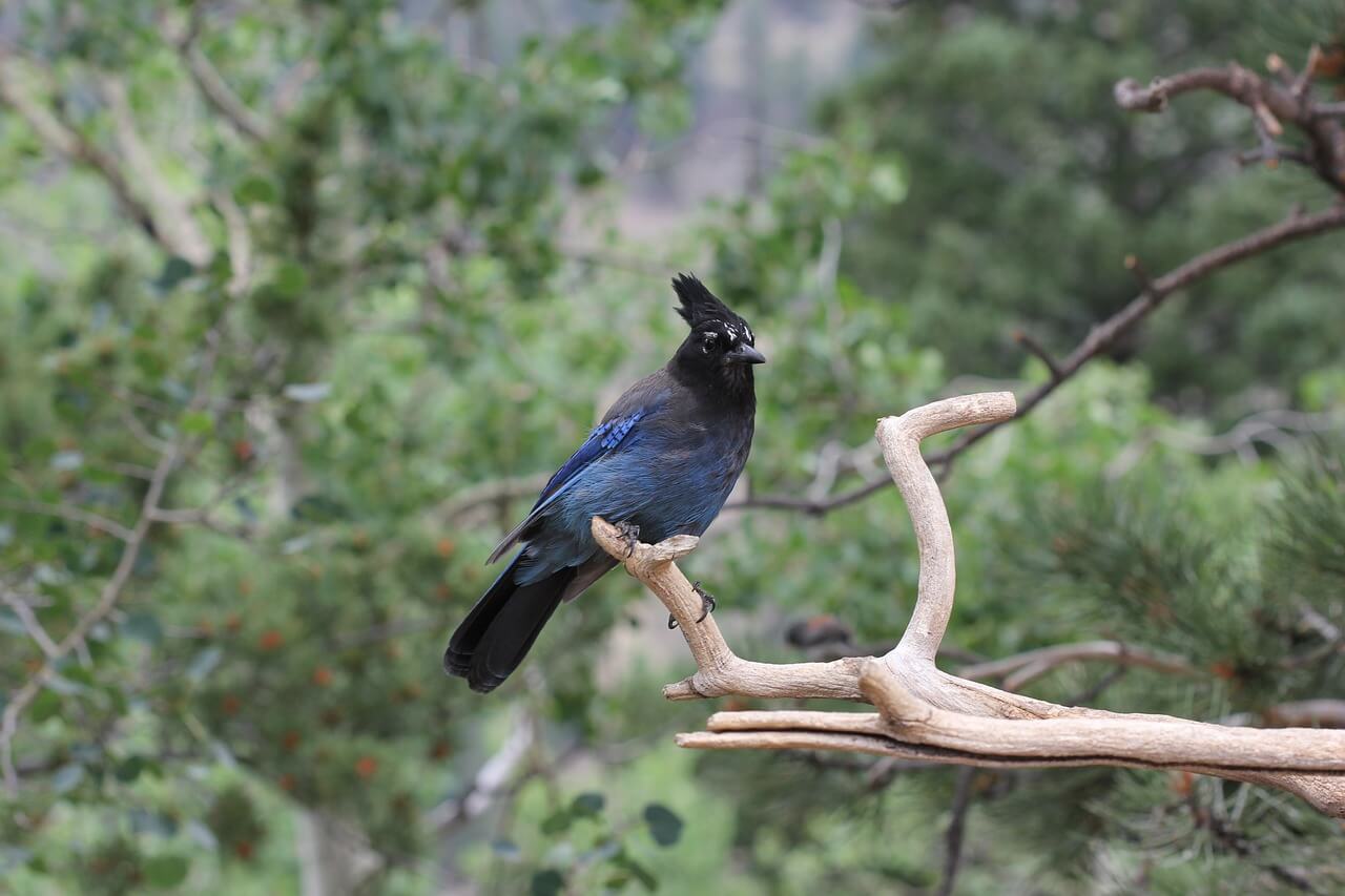 https://pixabay.com/en/stellar-jay-cute-cute-bird-animal-3731774/