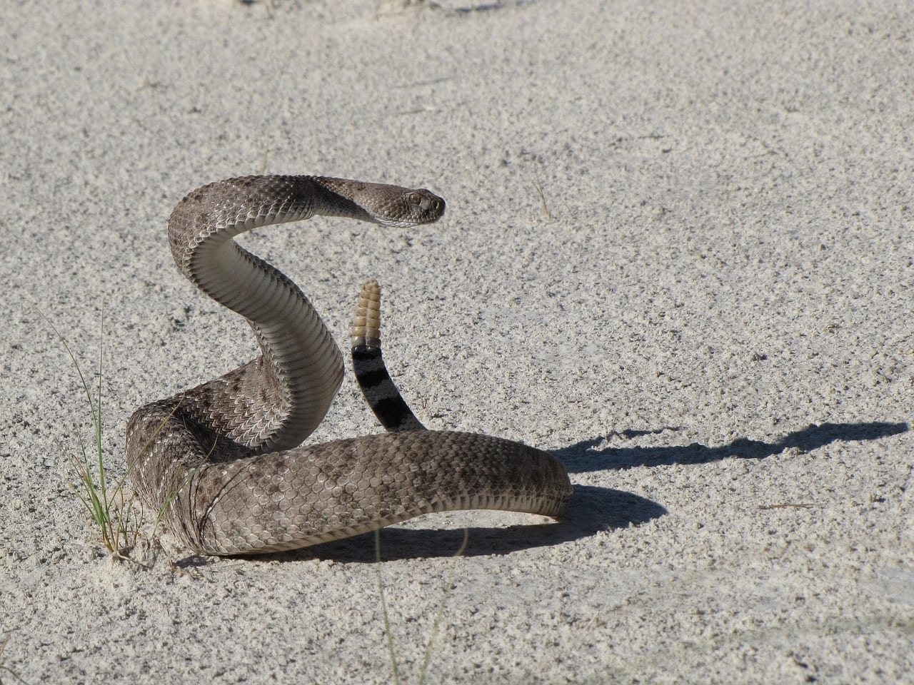 https://pixabay.com/photos/western-diamondback-rattlesnake-viper-1929358/