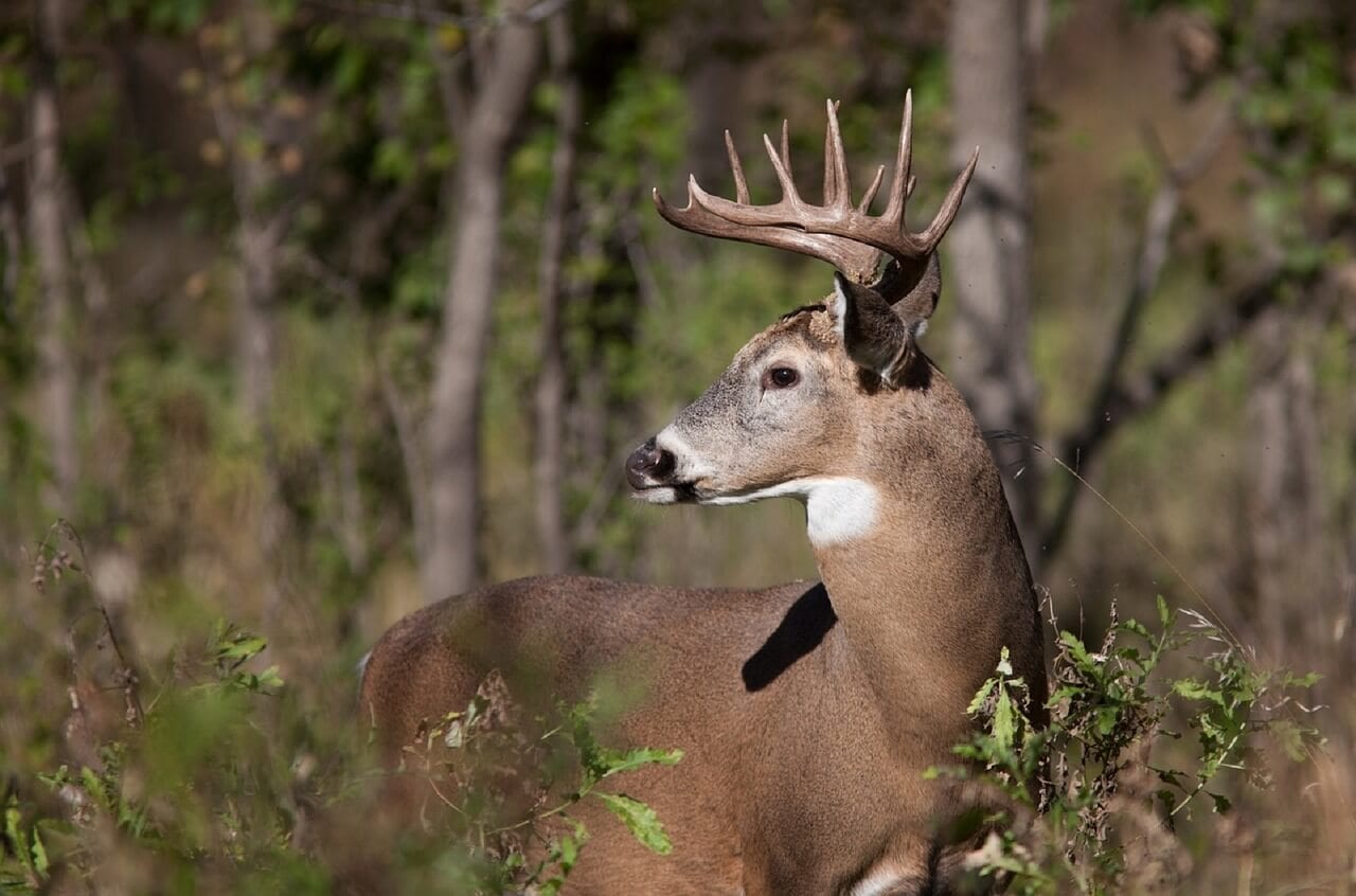 https://pixabay.com/en/white-tail-deer-portrait-wildlife-902532/