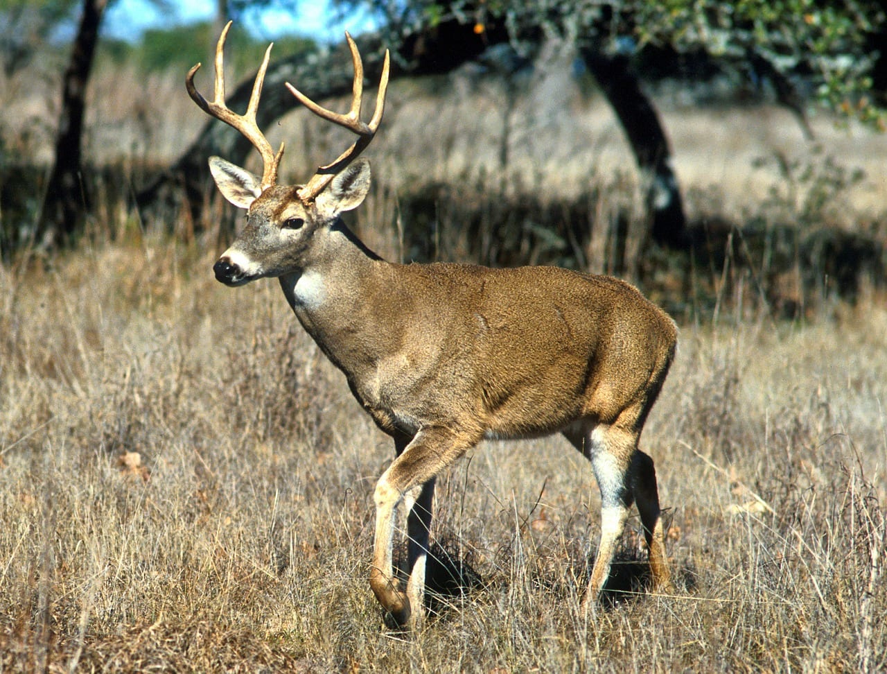 https://pixabay.com/photos/white-tailed-deer-animal-nature-139715/