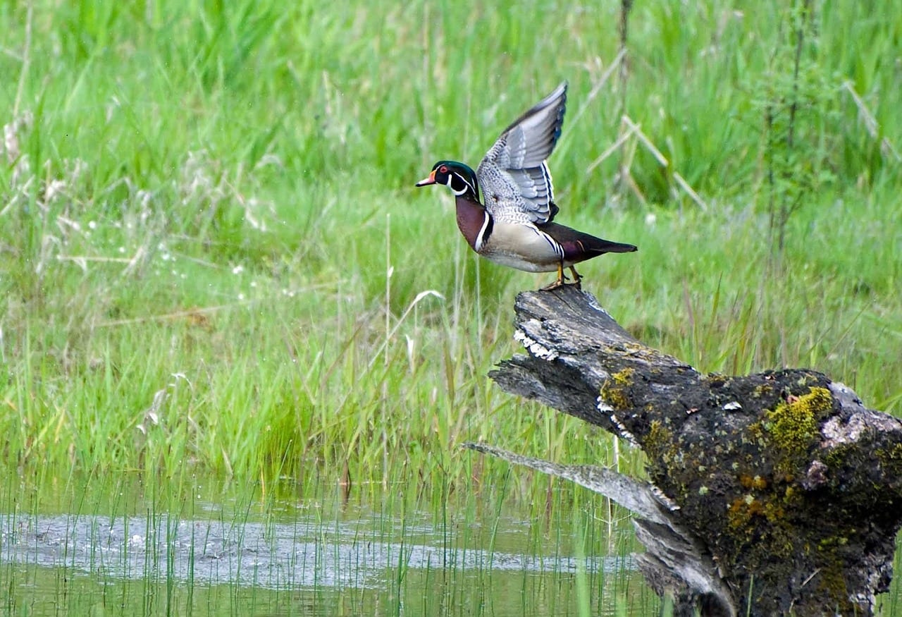 https://pixabay.com/photos/wood-duck-taking-flight-waterfowl-1740735/