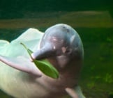 Amazon Dolphin With A Leafphoto By: Michelle Bender Cc By-Sa 2.0 Https://Creativecommons.org/Licenses/By-Sa/2.0