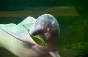 Amazon Dolphin with a leafPhoto by: Michelle Bender CC BY-SA 2.0 https://creativecommons.org/licenses/by-sa/2.0