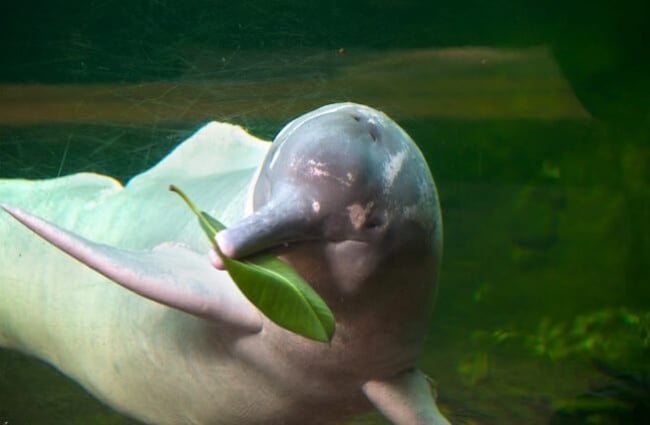 Amazon Dolphin with a leafPhoto by: Michelle Bender CC BY-SA 2.0 https://creativecommons.org/licenses/by-sa/2.0