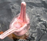 Amazon Dolphin - Open Wide! Photo By: Jorge Andrade Cc By 2.0 Https://Creativecommons.org/Licenses/By/2.0