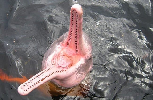 Amazon Dolphin - Open wide! Photo by: Jorge Andrade CC BY 2.0 https://creativecommons.org/licenses/by/2.0