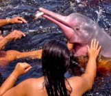 Amazon Dolphin Enjoying A Swim With Human Friends Photo By: Lucia Barreiros Da Silva Https://Creativecommons.org/Licenses/By-Sa/2.0/