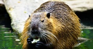 Closeup of a Beaver eating his lunch