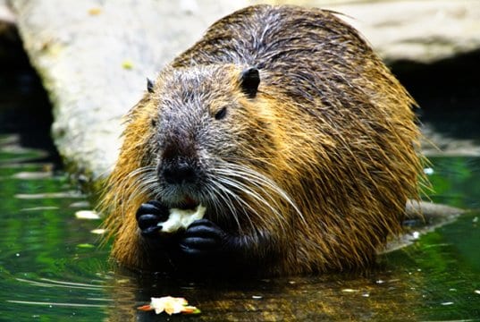 Closeup of a Beaver eating his lunch