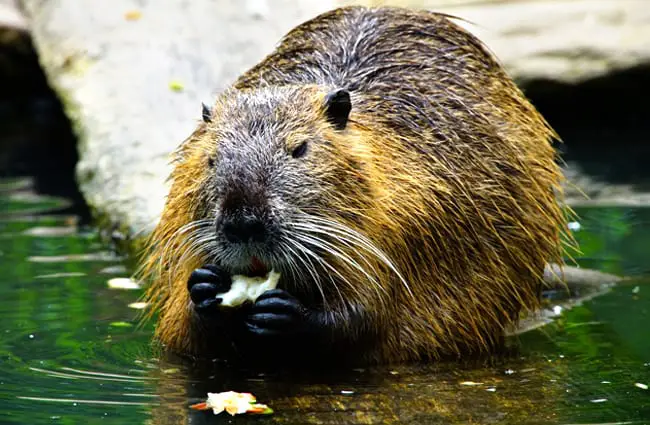 Closeup of a Beaver eating his lunch