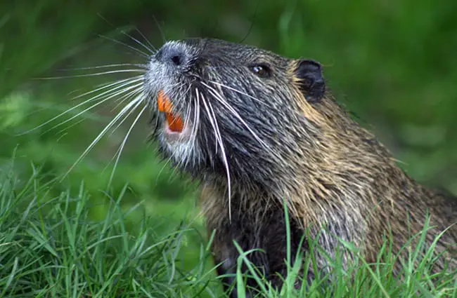 Closeup of a Beaver - notice his long, orange teeth