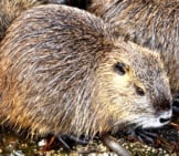 A Family Of Beavers
