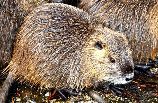 A family of Beavers