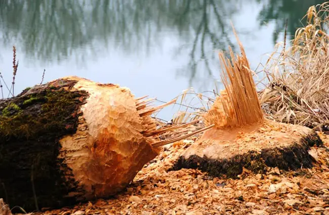 A tree felled by an industrious Beaver