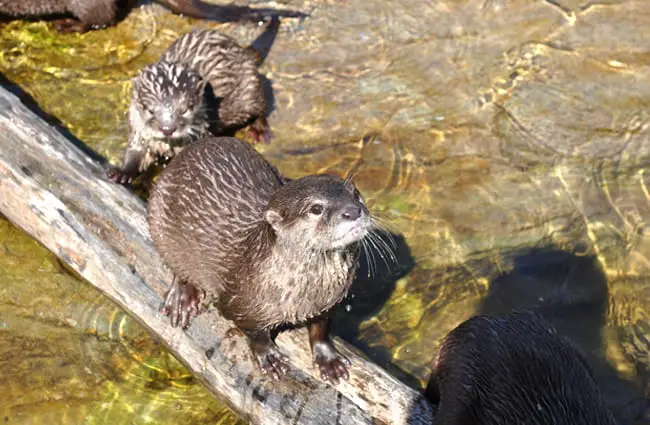 A pair of Beavers crossing on a log