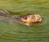 Beaver Swimming Through Calm Waters