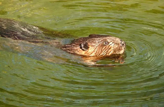 Beaver swimming through calm waters