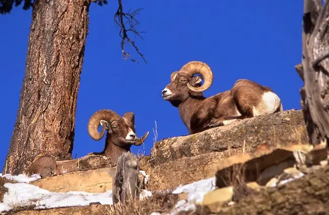 A stunning photo of two Bighorn Sheep rams enjoying a sunny day.