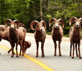 Why Did The Bighorn Sheep Cross The Road