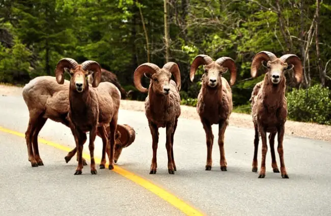 Why did the Bighorn Sheep cross the road