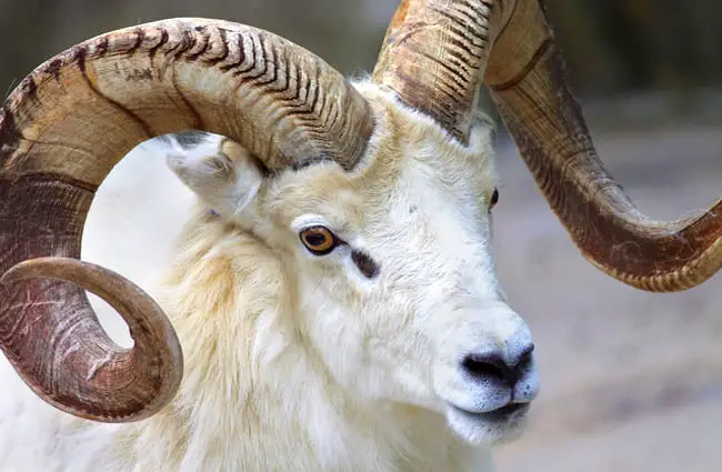 Closeup of a white Bighorn Sheep