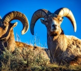 Stunning Photo Of A Pair Of Bighorn Sheep