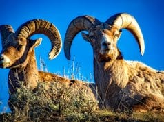 Stunning photo of a pair of Bighorn Sheep